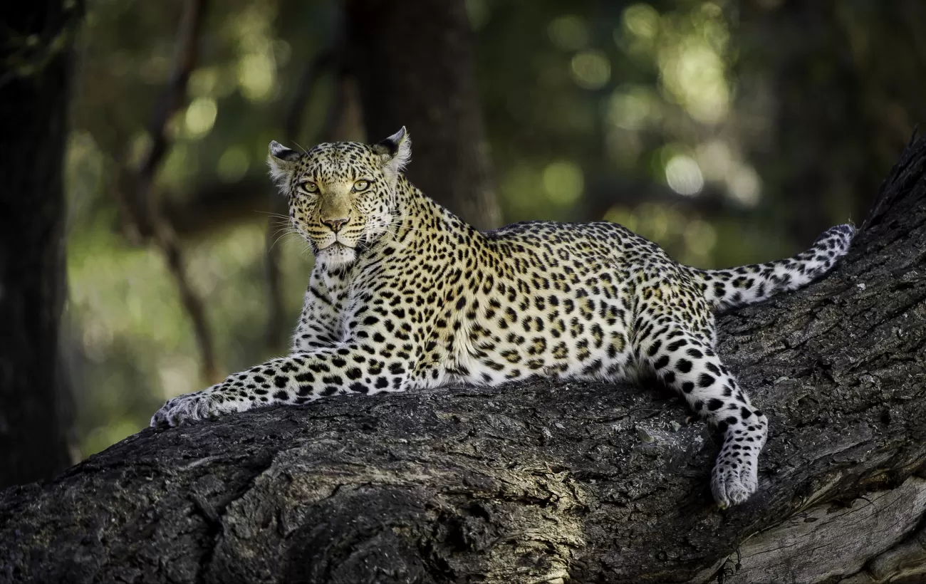 Leopard in Botswana