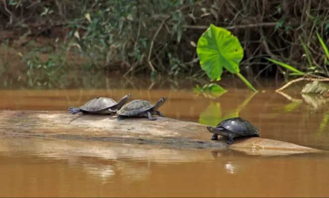 Turtles resting on a log along the Amazon
