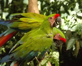 A pair of macaws in the Amazon