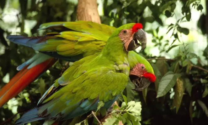 A pair of macaws in the Amazon