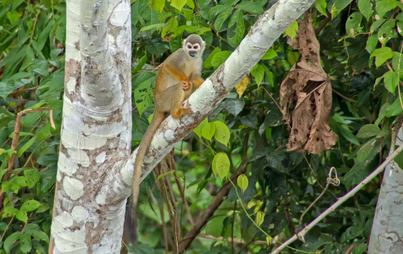 A spider monkey in the Amazon