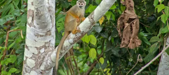 A spider monkey in the Amazon