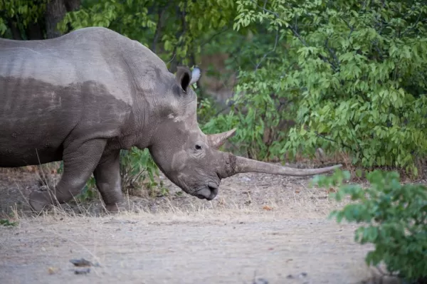 Rhino in Namibia 