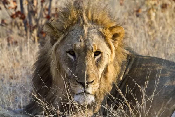 Lion in Namibia 