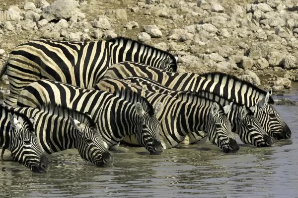 Zebra in Namibia 