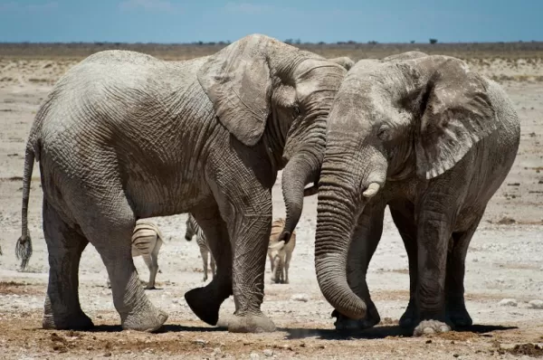 Elephant in Namibia 