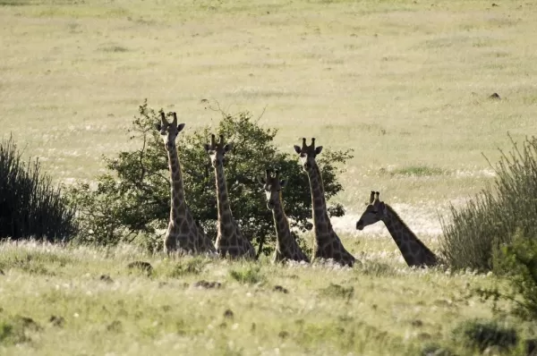 A herd of giraffes make it over the hill