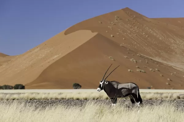 An oryx wanders at the edge of the desert.