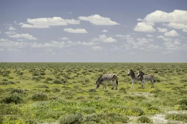 Zebras feed on the lush green grass.