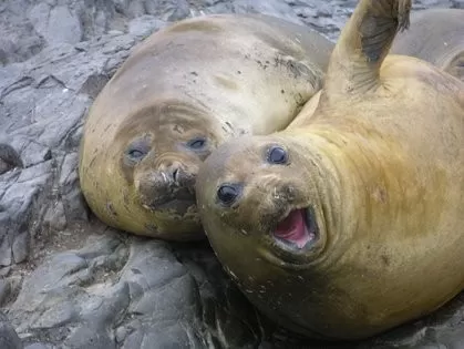 Antarctica is filled with exotic wildlife-including playful seals!
