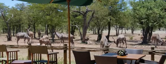Ongava Tented Camp
