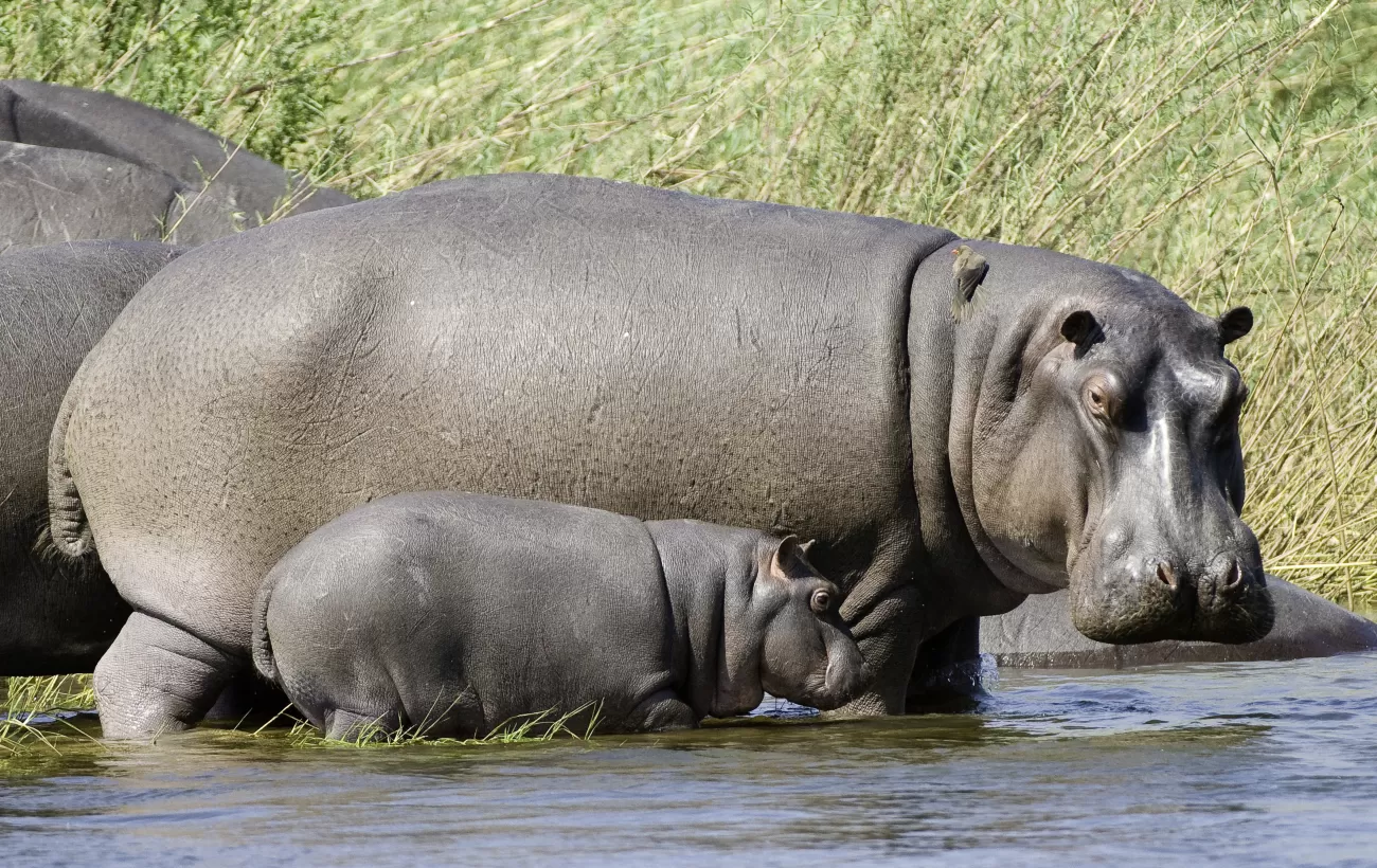 Hippos in Zambia