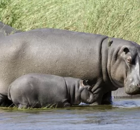 Hippos in Zambia