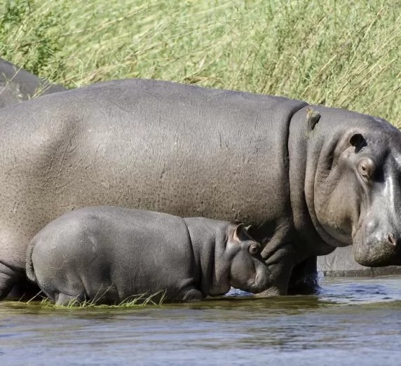 Hippos in Zambia