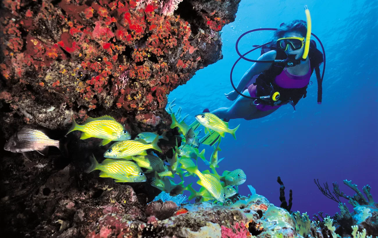 Snorkel and dive in the clear waters of the Caribbean