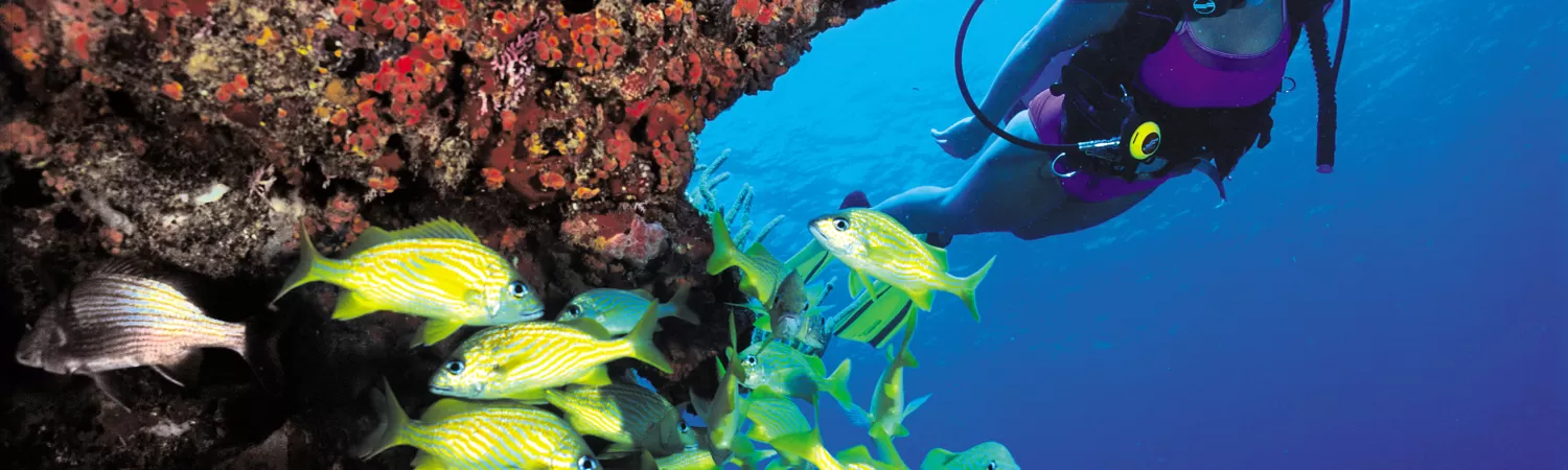 Snorkel and dive in the clear waters of the Caribbean