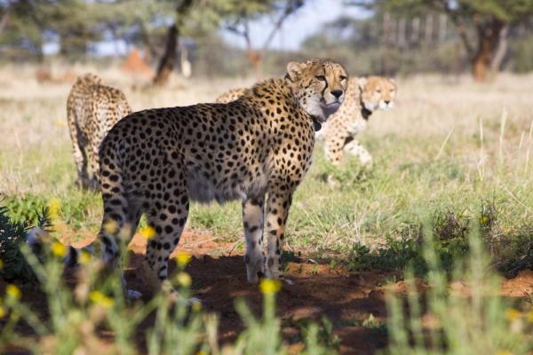 Okonjima Bush Camp - Stay in luxury Africa safari chalets near Etosha ...