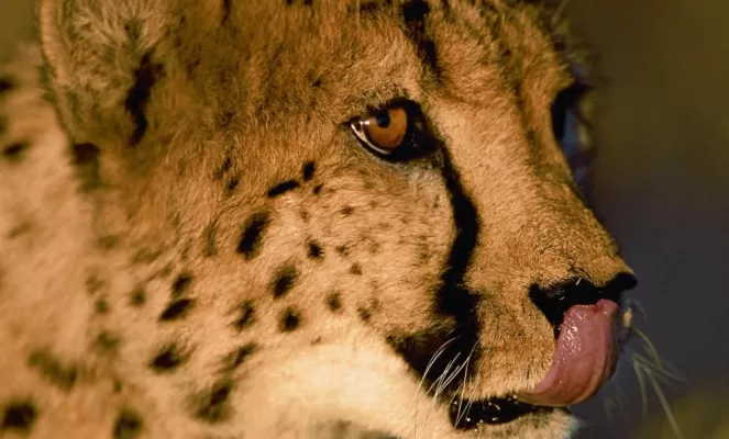 The beautiful cheetah licks it's lips.