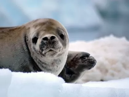 Enjoy Antarctica's varied wildlife