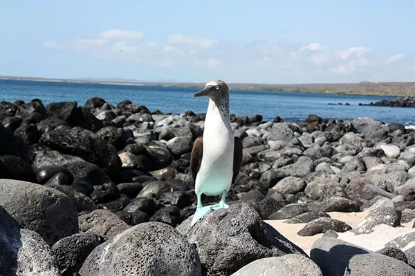 Glimpse the blue-footed boobie on your Galapagos cruise