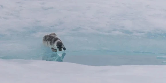 Observe a wild seal resting on pristine Arctic sea ice