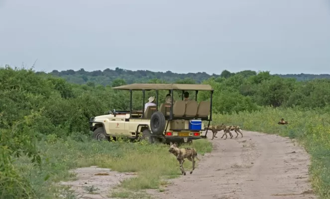 A group of hyenas run around the jeep of this African safari.