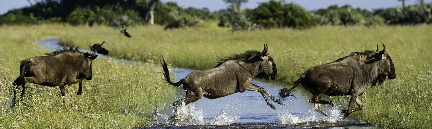 Wildebeest in Botswana