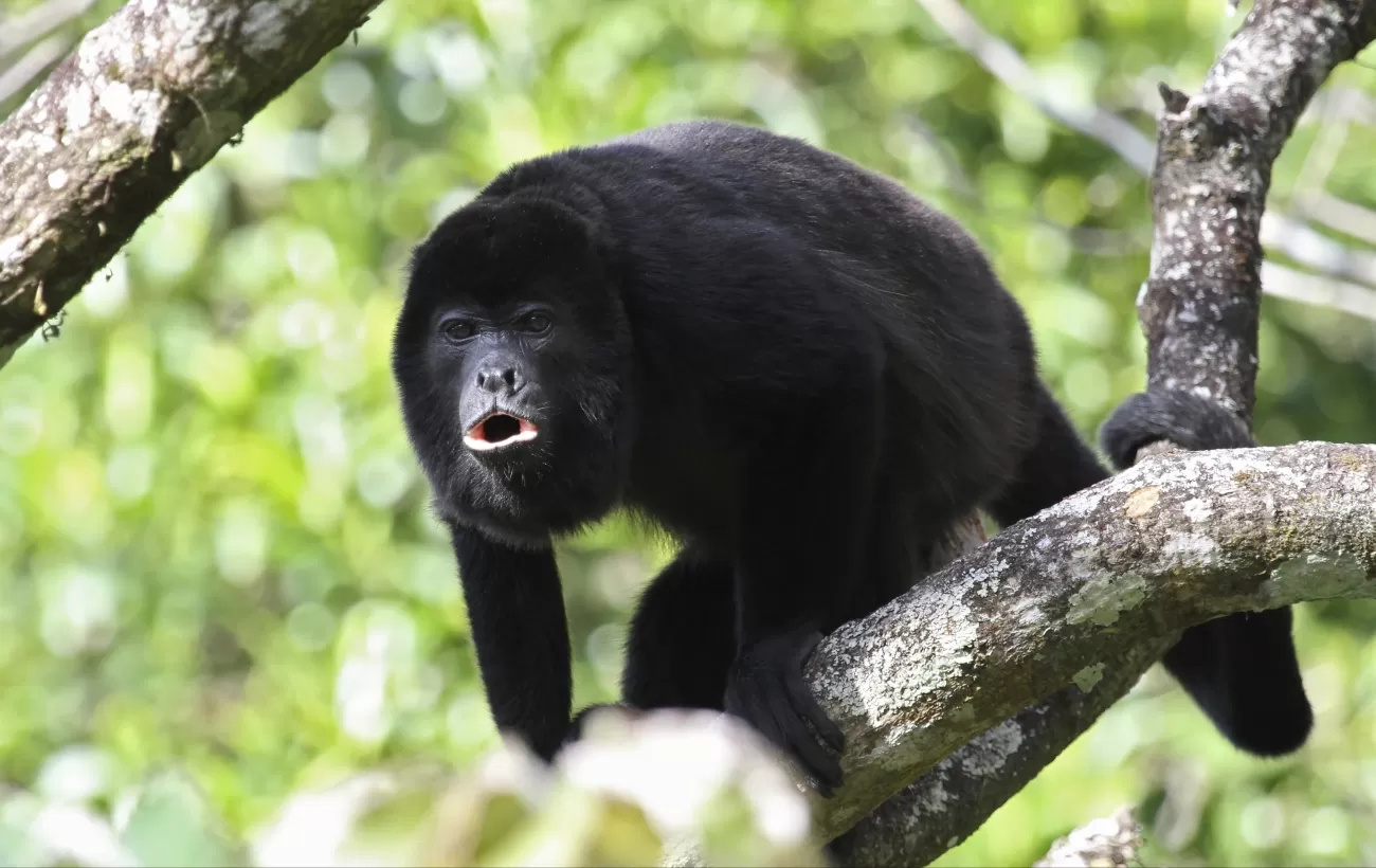Howler Monkey in the rainforest canopy
