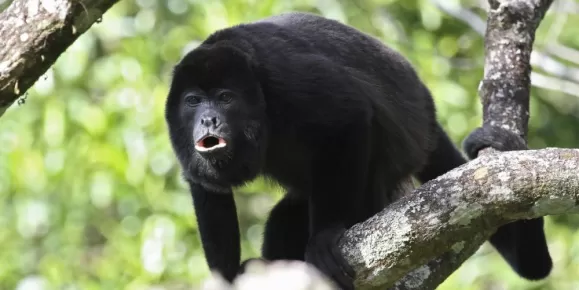 Howler Monkey in the rainforest canopy