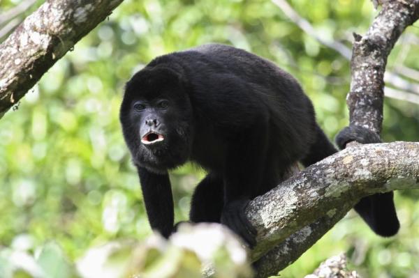 Howler Monkey in the rainforest canopy Howler Monkey in the rainforest canopy
