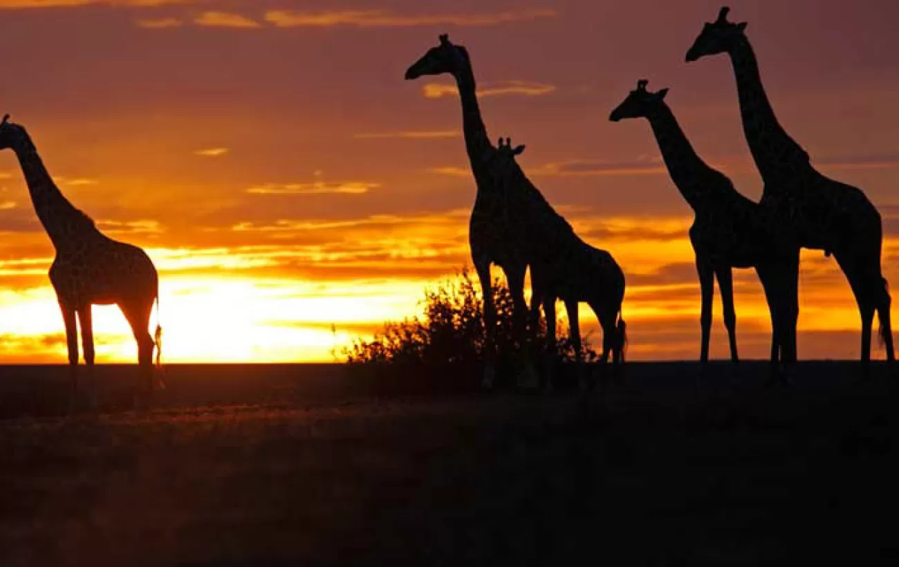 Giraffes and an Africa sunset