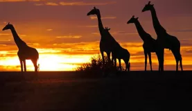 Giraffes and an Africa sunset