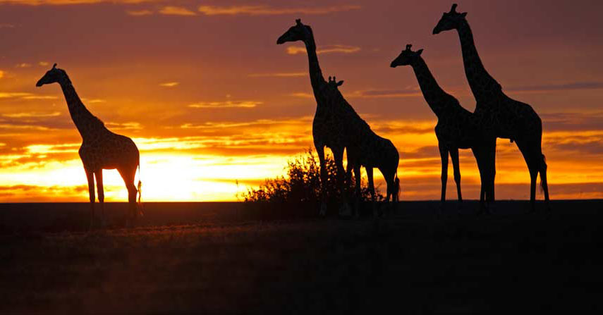 10 Best African Safaris Tours Cruises For 2024 2025   Fullsize 