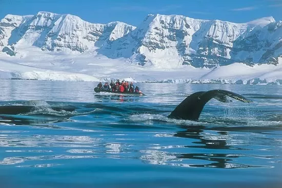 Humpback whales migrate to Antarctica during summer to feed in the rich waters