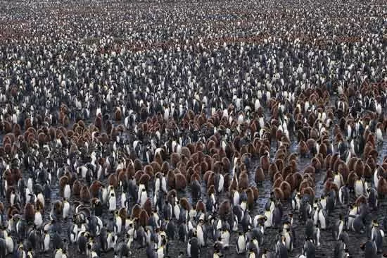 A massive colony of King Penguins on South Georgia