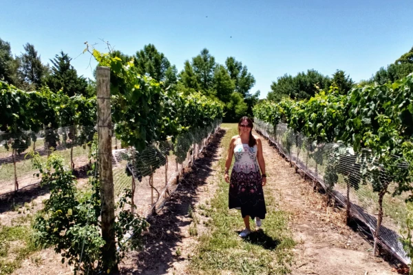 Vinicula de Carmelo in Uruguay