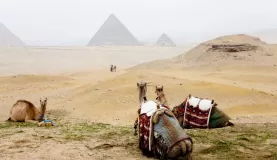 A group of camels rests in front of the Giza pyramids