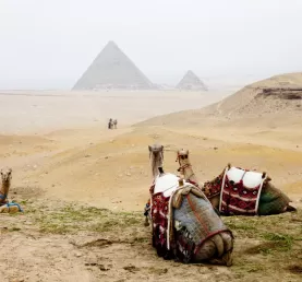 A group of camels rests in front of the Giza pyramids