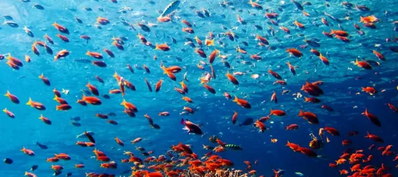 Snorkel the vibrant waters of the South Pacific