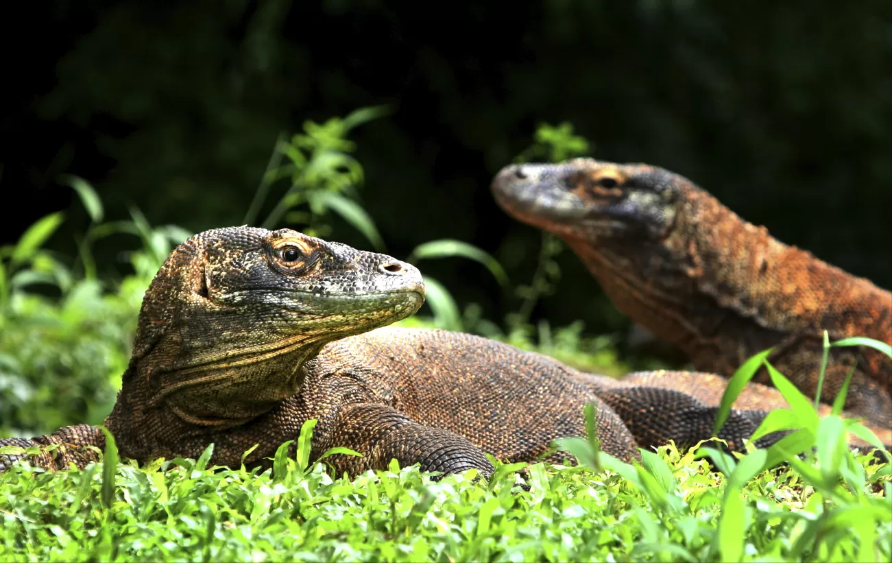 A pair of dragons on Komodo Island
