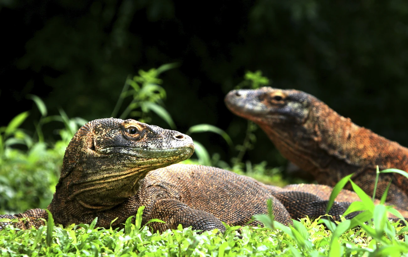 A pair of dragons on Komodo Island