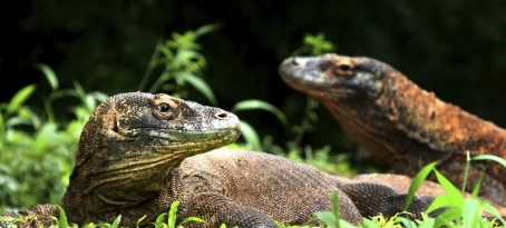 A pair of dragons on Komodo Island