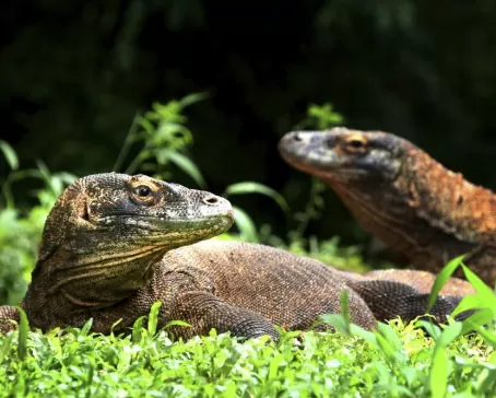 A pair of dragons on Komodo Island