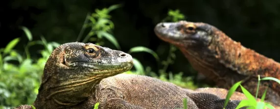 A pair of dragons on Komodo Island
