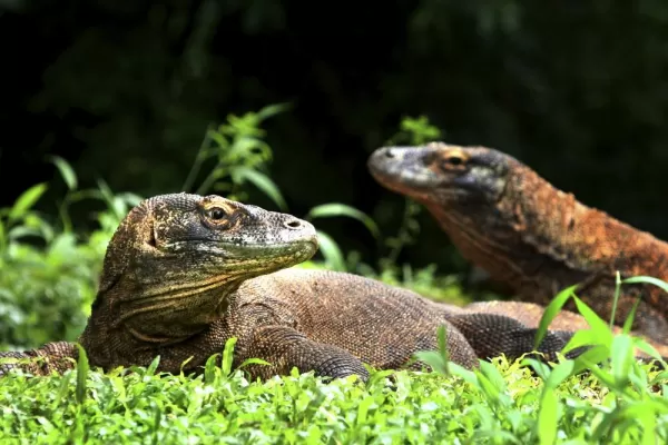 A pair of dragons on Komodo Island