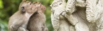 Two monkeys admire the statues
