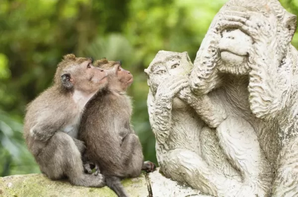 Two monkeys admire the statues