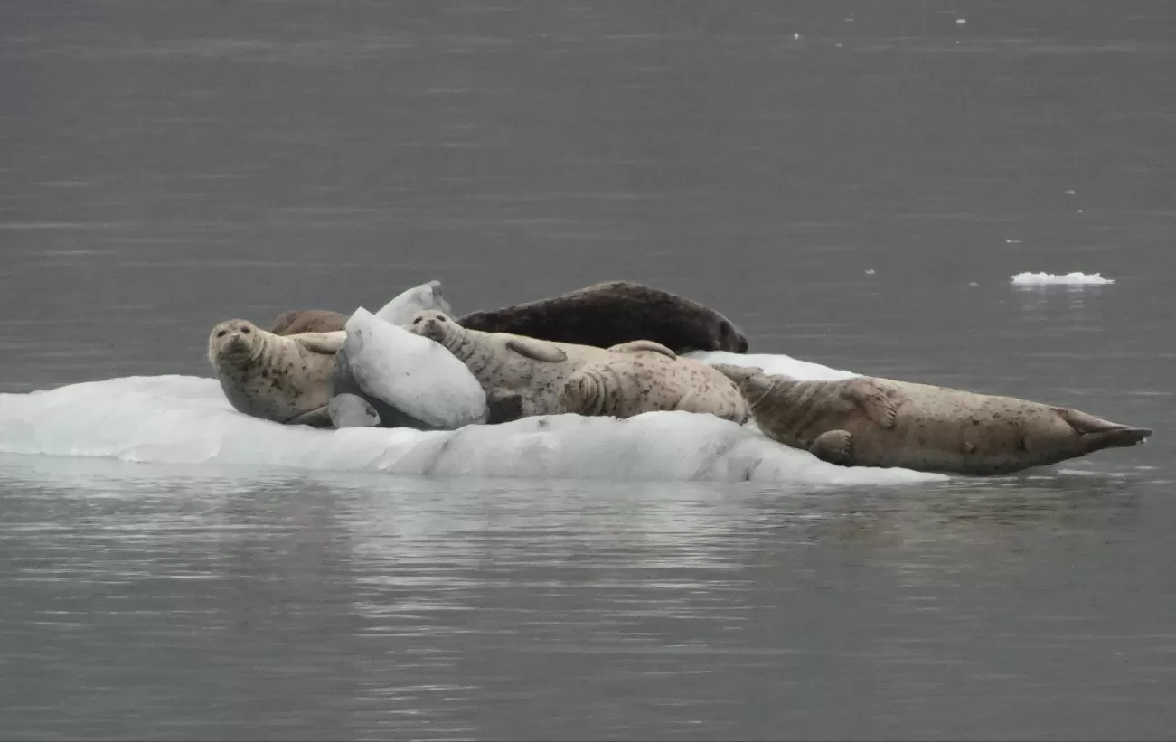 Harbor seals in Glacier Bay