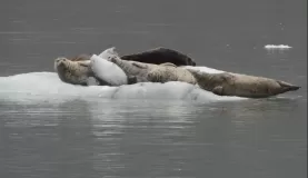 Harbor seals in Glacier Bay