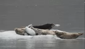 Harbor seals in Glacier Bay